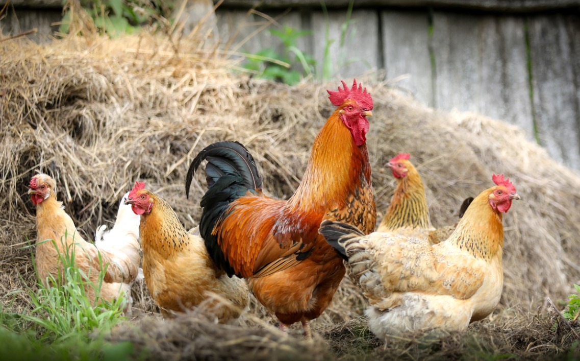 backyard chicken rental