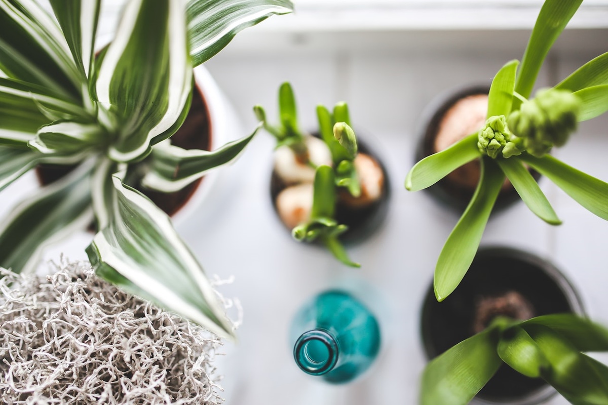 profitable houseplant blog